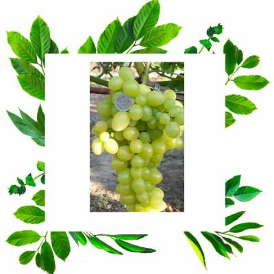 Виноград кишмиш Златогор