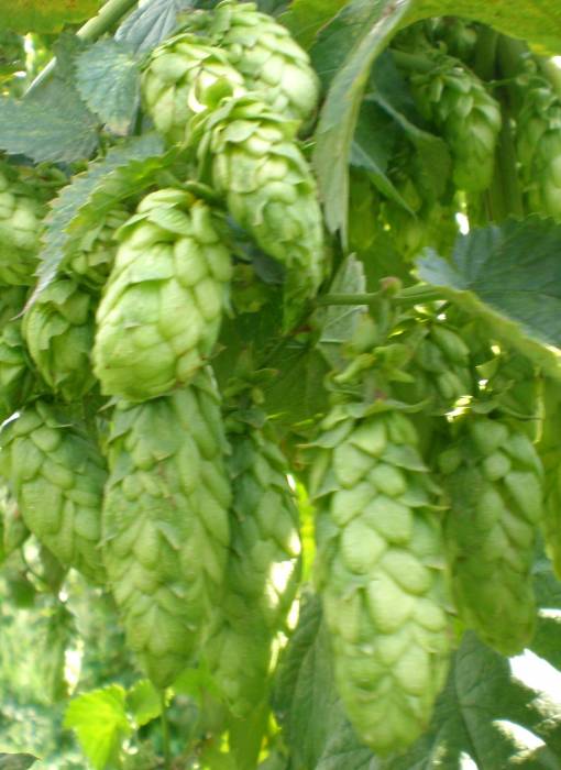 Хмель пивной горный сорт Луч