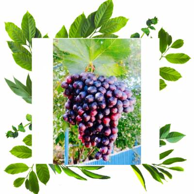 Аметист эксклюзивный столовый сорт, новая селекция выведенная 2009 г Морозоустойчивость -30 С