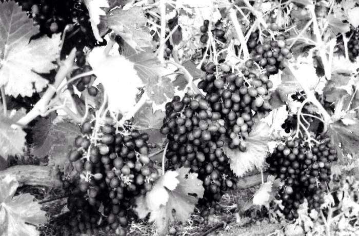 Купити Купити Аметист эксклюзивный столовый сорт, новая селекция выведенная 2009 г Морозоустойчивость -30 С в Україні в Україні