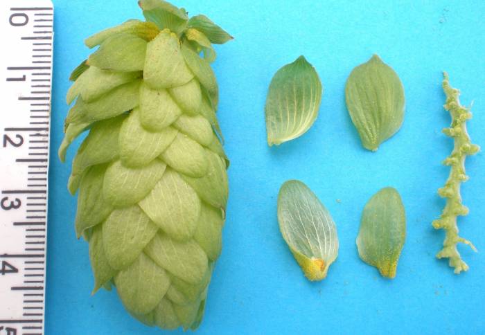 Хмель пивной горный сорт Славянка