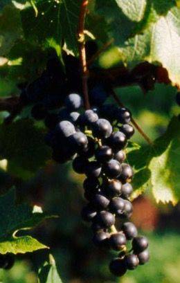 Виноград технический Шабреву 2