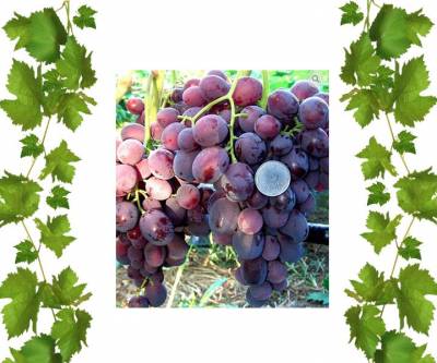 Заря Несветая  виноград купить в саженцах Бабирай