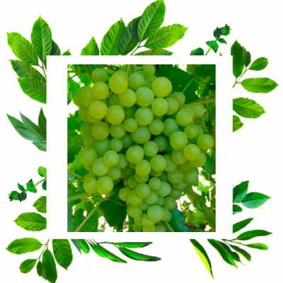 Виноград кишмиш Вайт Флейм