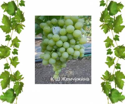 Саженцы кишмиш Жемчужина