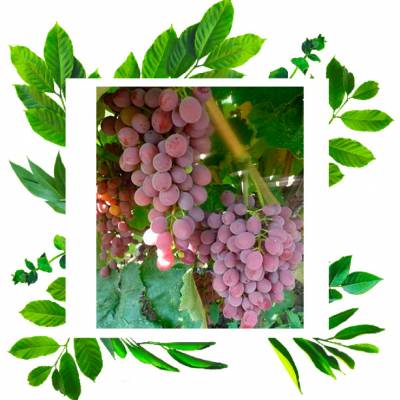 Виноград Кишмиш Ванесса