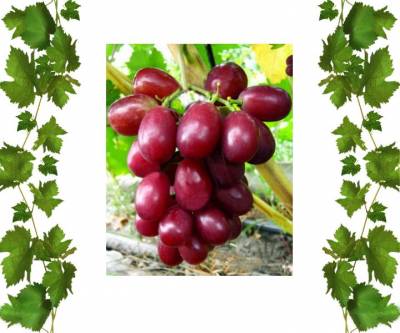 Японский виноград Солнечные дольки 1