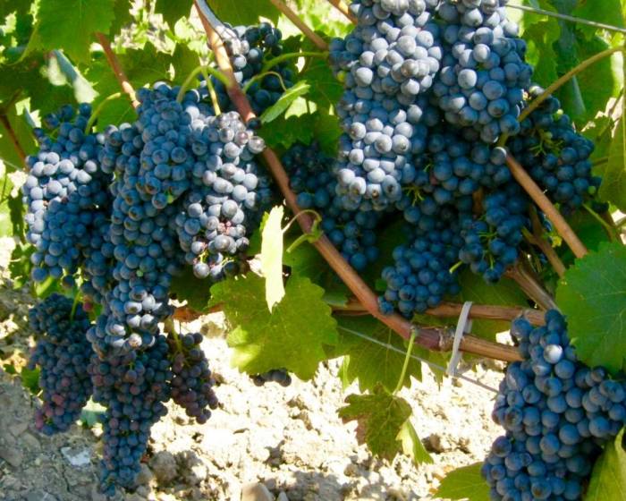 Рубин Голодриги эксклюзивный винный сорт винограда