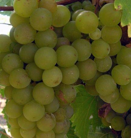 Соперник интересный винный сорт винограда