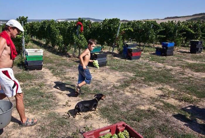 Соперник интересный винный сорт винограда