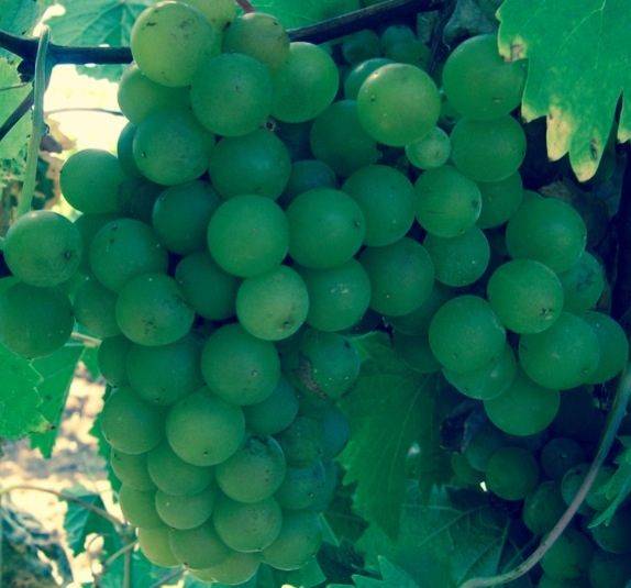 Соперник интересный винный сорт винограда