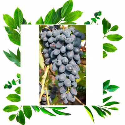 Надежда АЗОС