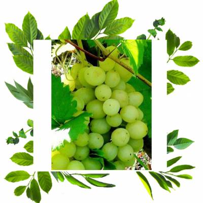 Халили белый виноградные саженцы