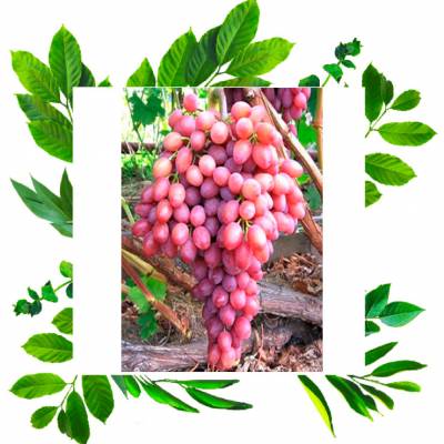 Кишмиш лучистый столовый сорт винограда