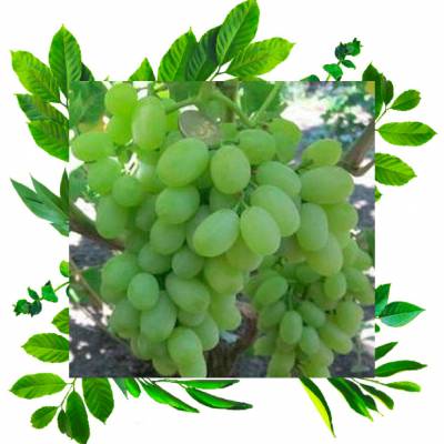 Виноград кишмиш Кондарев