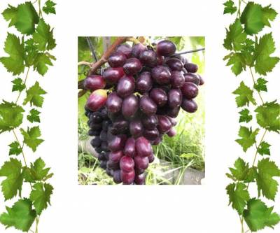 Японский сорт винограда Улыбка 3