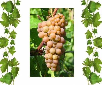 Виноград технический Платовский  2