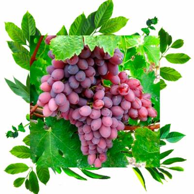 Геркулес виноградный сорт