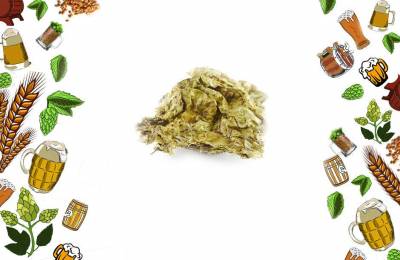 Хмель в шишках Сапфир 100 г Гипотеза