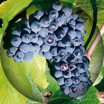 Саженцы винограда Бастардо Магарачский Купить