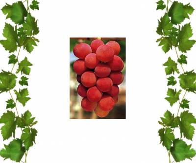 Японский виноград Горби 1
