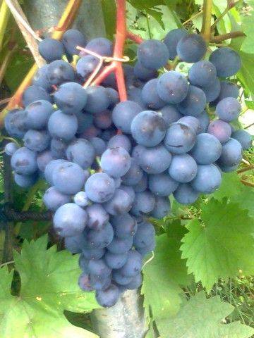 Виноград фиолетовый ранний  привитый на подвое СО-4
