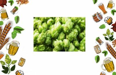 Купить Хмель Hallertau Mittelfruh 1 кг Новороссийка