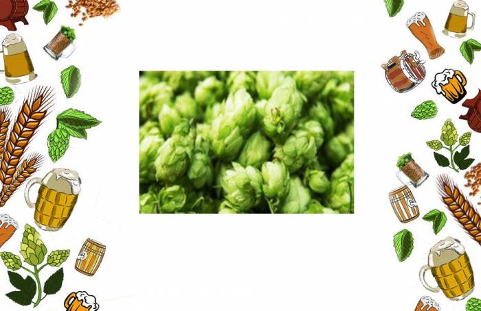 Купить Хмель Hallertau Mittelfruh 1 кг Новороссийка