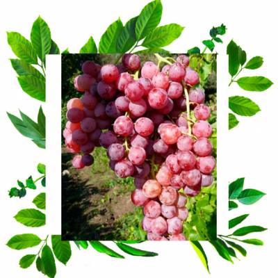 Виноград кишмиш Ред Флейм