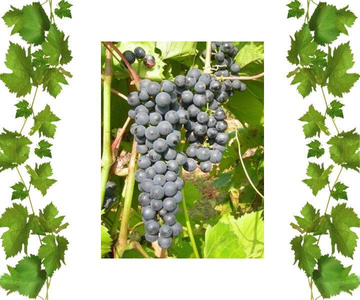 виноград сорт маршал фош. виноград маршал фош описание сорта. виноград гибрид маршал фош. виноград маршал фош описание сорта. виноград гибрид маршал фош.