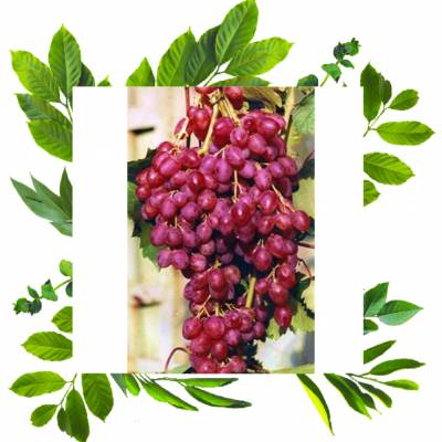 Кишмиш Велес раннего срока созревания