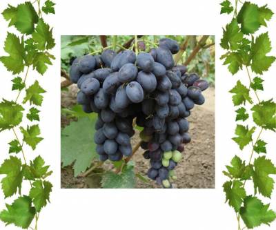 Саженцы винограда устойчивого к морозам сорта Лорано 3