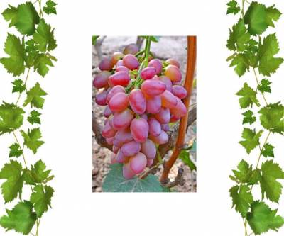 Саженцы винограда Парижанка с крупными гроздями красивого внешнего вида 3