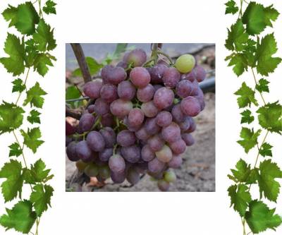 Виноград Сенатор с эталонным мускатным вкусом 1