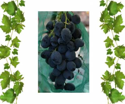 Саженцы виноград Руслан