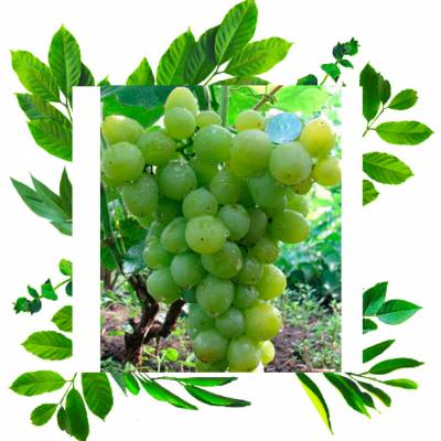 Супер-Экстра