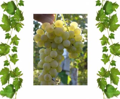 Виноград желтый Кристалл высокоурожайный 2