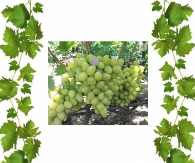 Виноград Аркадия столовый сорт купить Абена 