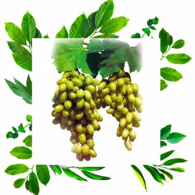 Столовый сорт винограда Шаумяни для приготовления высококачественного изюма