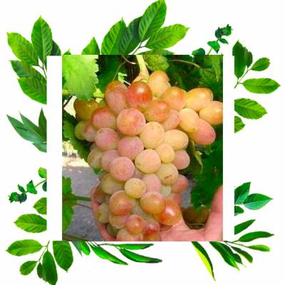 Виноград Розовая Дымка
