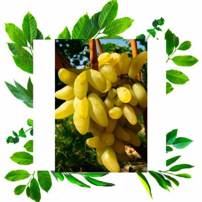 Виноград японский Голд Фингер