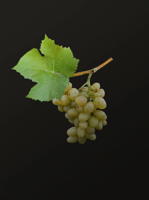 Аркадия столовый виноград