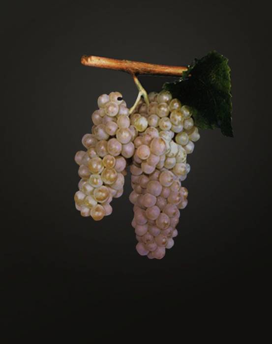 Алиготе саженцы винограда 1-годовалые, подвой СО-4