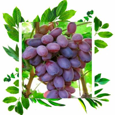 Виноград Скарлет Роял