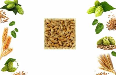 Солод пшеничный Шато Спелт 5 EBC Гильдия