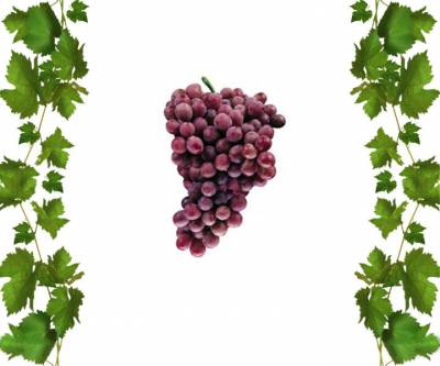 Урожайный сорт винограда Ред Глоуб с приятным вкусом 1