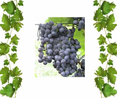 Технический сорт винограда Гурзуфский розовый 2