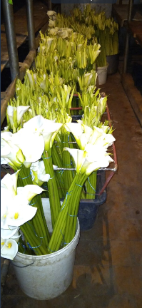 Калла ефіопська біла купити оптом і в роздріб / зріз квітки кали