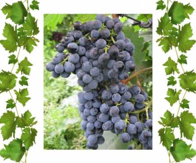 Технический сорт винограда Августа 2