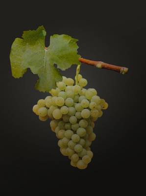 Саженцы винограда Ритон